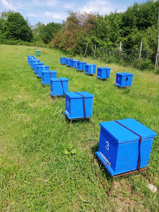 Odkłady pszczele 2026 ramka wlkp.  i warsz.posz.