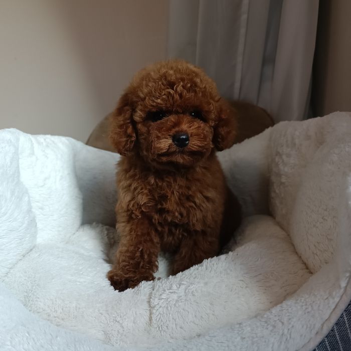 Дівчинка той пудель Китай. Київ