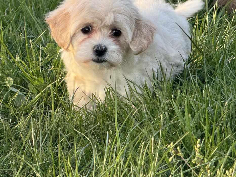 Maltipoo maltańczyk pudel toy szczeniak z rodowodem