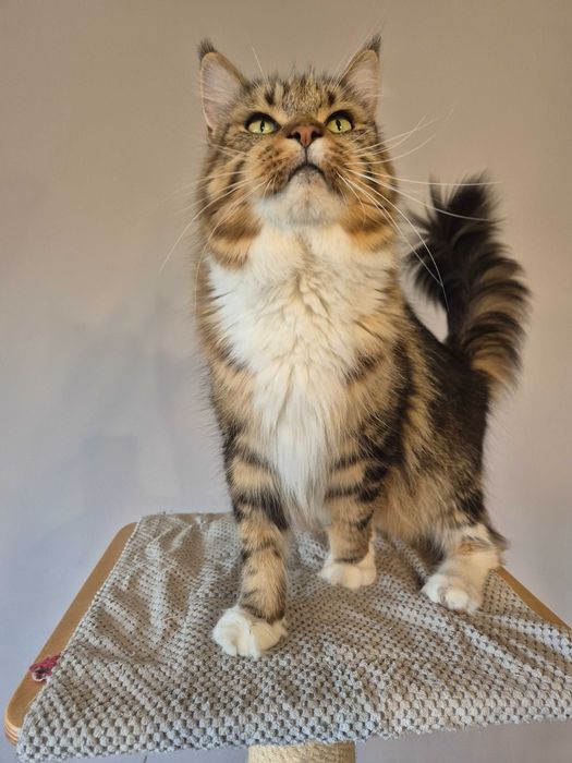 Sprzedam kotkę maine coon FPL