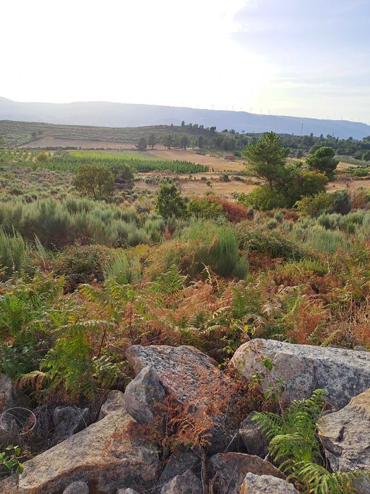 Terreno Rústico em Paredes da Beira com 9200 m2