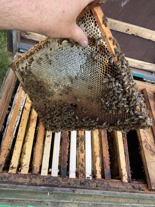 Продам бджолопакети карпатка!