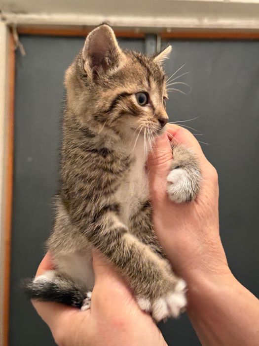 Кошенята 2 місяці,  у добрі руки