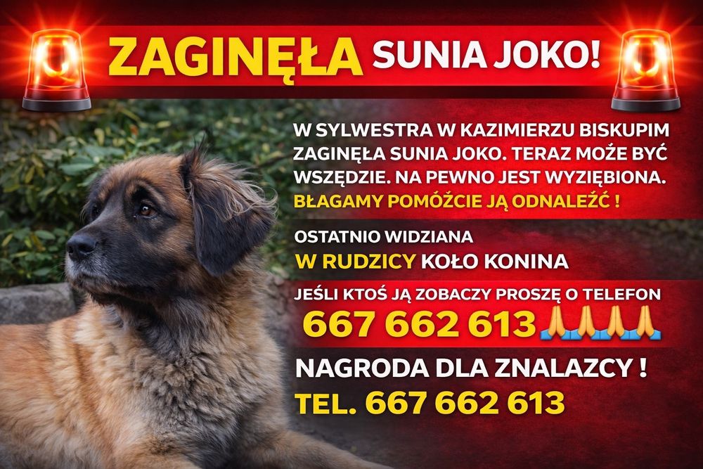 31.12 Zaginęła Suczka Joko Kazimierz Biskupi Wielkopolska