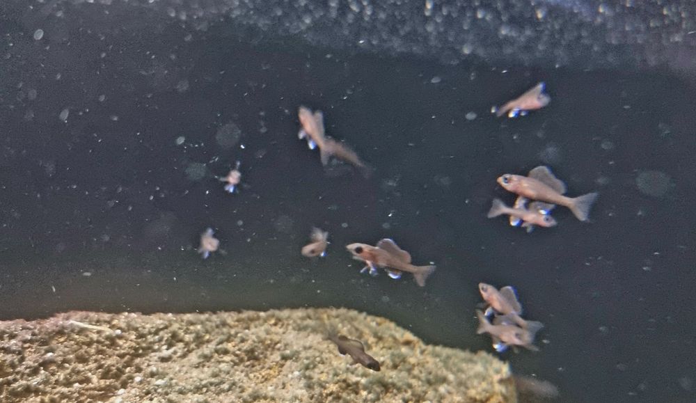 Paracyprichromis nigripinnis Izinga