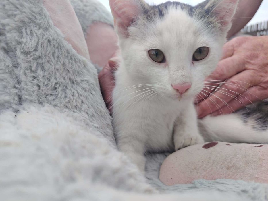 Zwierzęta koty do adopcji