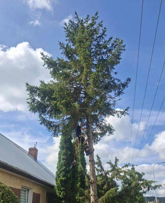 Wycinka i pielęgnacja drzew. Trójmiasto i Kaszuby.