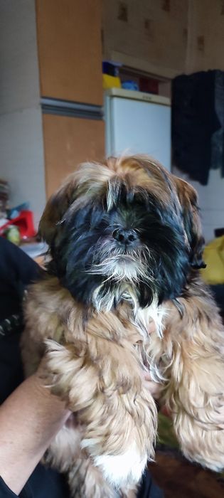 Срочно! Щенок породы ши-тцу