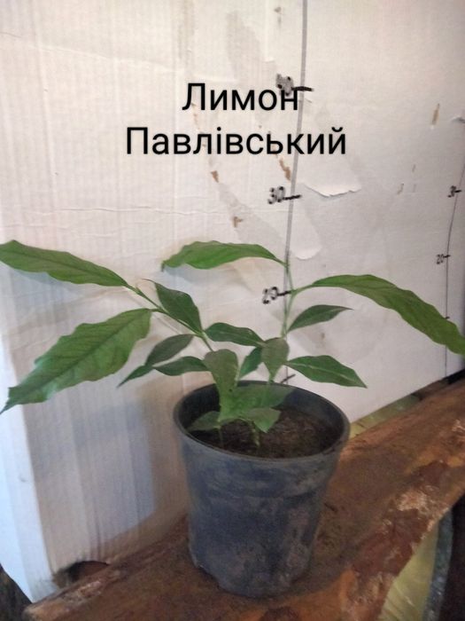 Мандарини ,лимони,апельсини  та інше