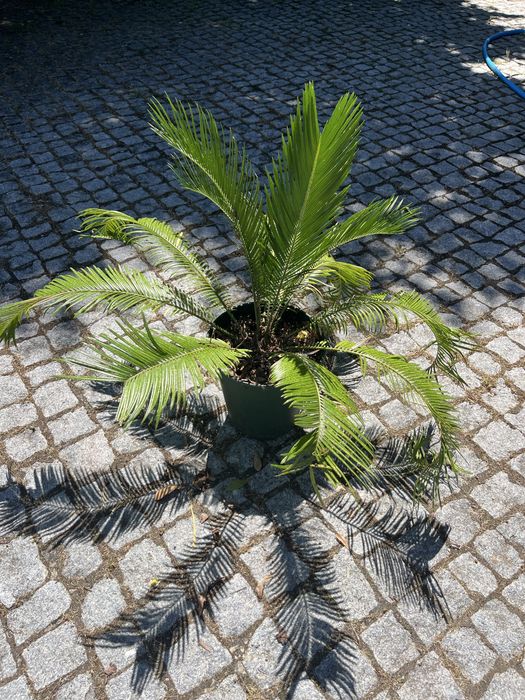 Planta cica tamanho grande