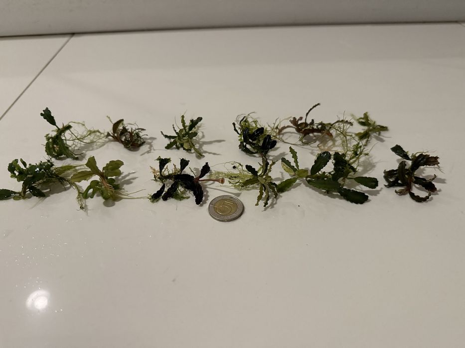 Bucephalandra 12 sztuk