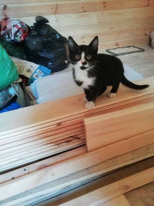 Котята 5 месяцев Ухоженные домашние