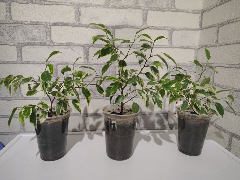 Фікус Бенджаміна