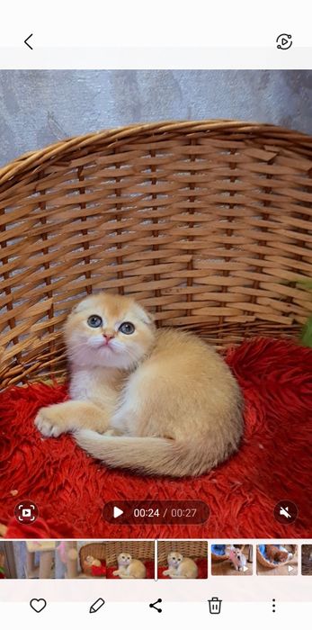 Красуня наша станет вашей