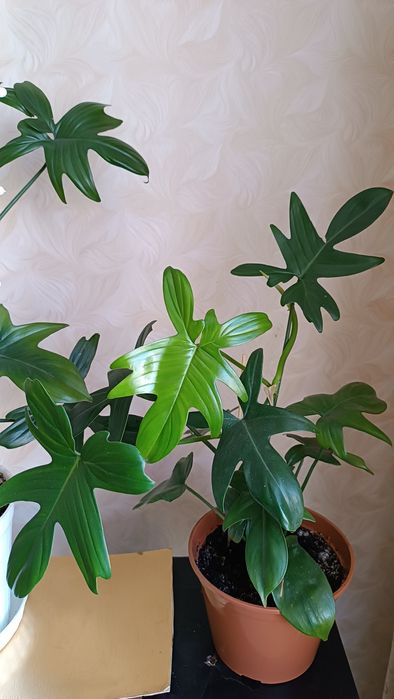 Цветок Лиана филодендрон