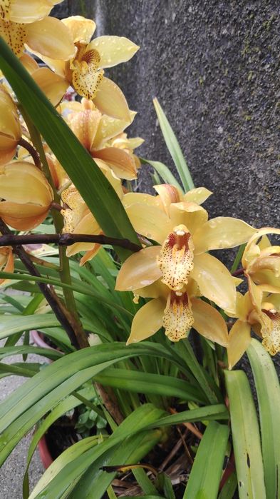 Orquídea Amarela aromática
