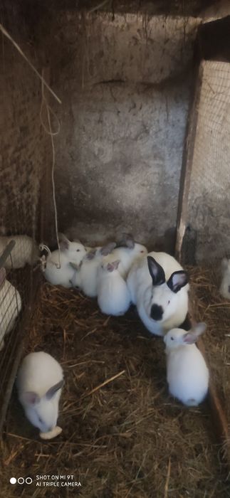 Króliki  samice do  zakocenia