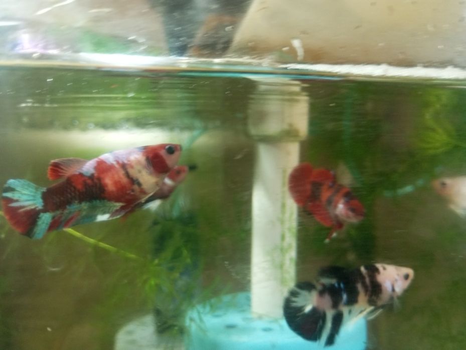 Півники плакатні