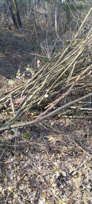 Drewno opałowe gratis