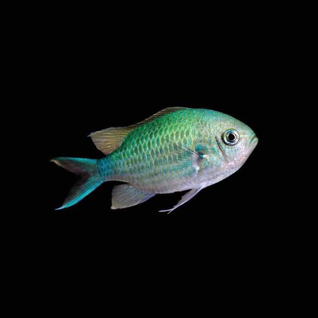 Chromis viridis – Blue Green Chromis / Zielona Chromis ryba morska Kingdom of Corals