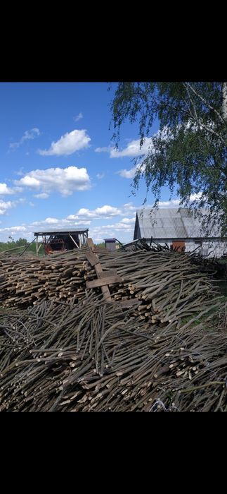 Колики з ліщини, ліщина, ліски, заробіток.