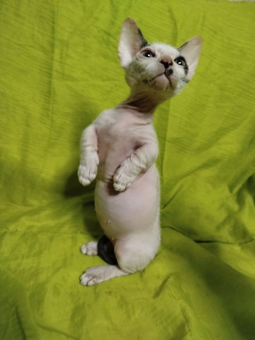 Сфінкс кошенята Бамбіно коротколапі