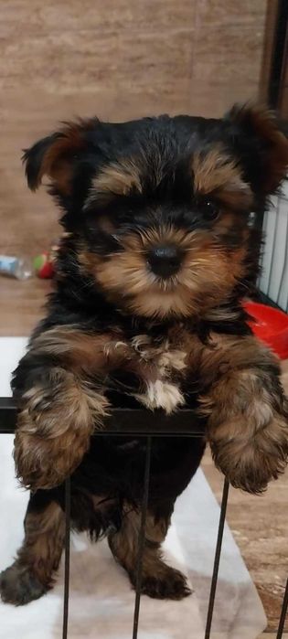 Śliczna sunia yoreczek z rodowodem