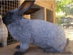 Кролички Полтавське Срібло