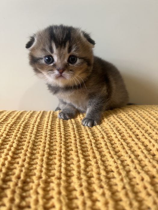 Британські котенята котики кошенята