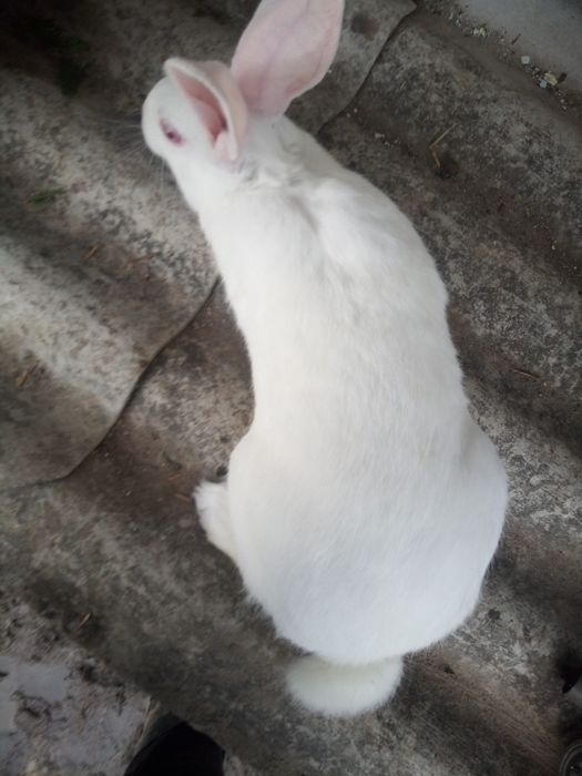 Термонська біла самці