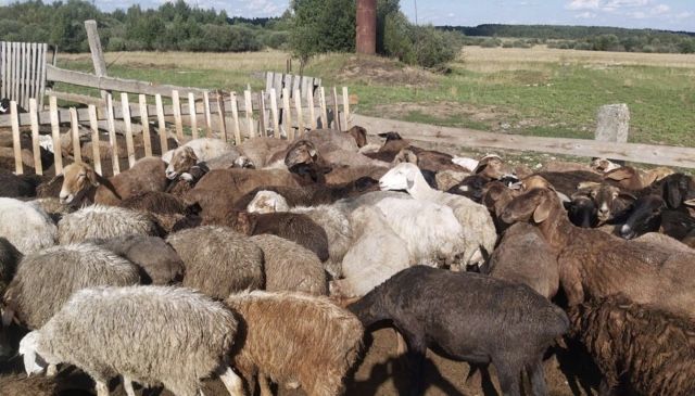 Продам Овцематок