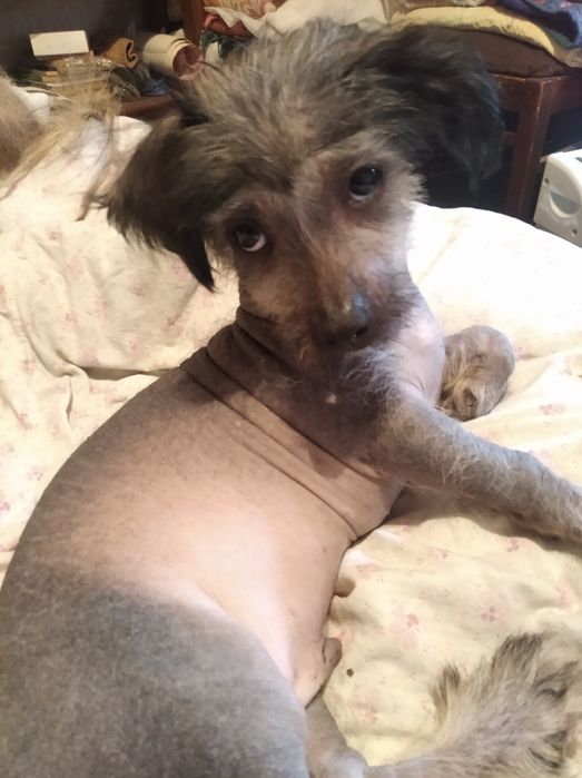 Китайская хохлатая,продам.