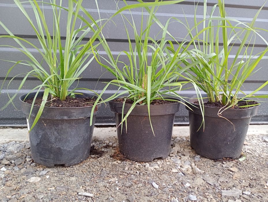 Rozplenica Moudry i Hameln c2/2 litrowa doniczka