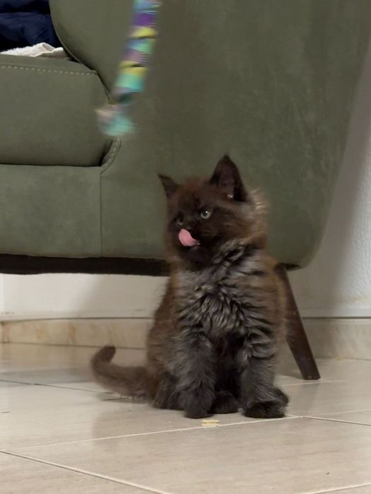 Maine coon de exelente linhagem Macho