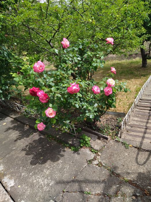 Троянди рози під зріз