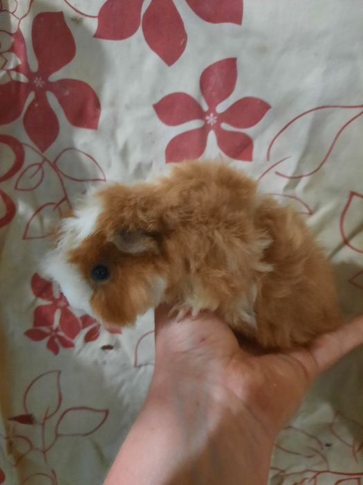 Трьох кольорова  довгошерста кудрява морська свинка