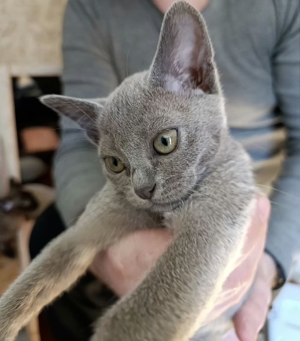 Кошечка бурма голубой окрас