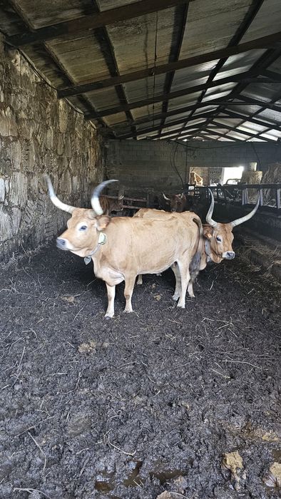 Vacas cachenas registadas