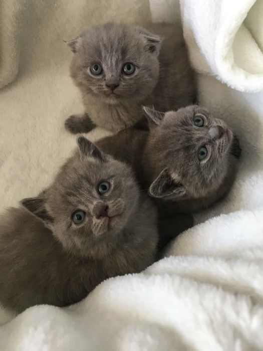 Шотландські кошенята