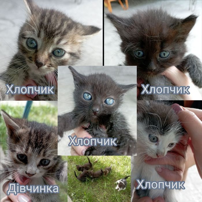 Віддам кошенят в добрі руки.