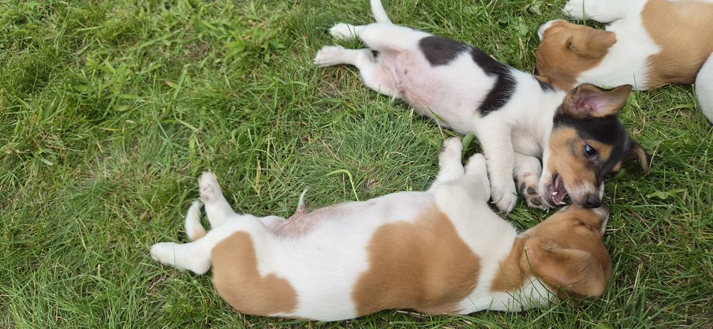Jack russel terrier chłopiec