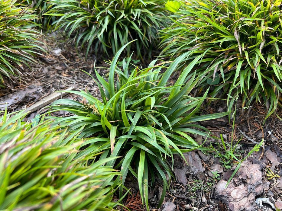 Kosmatka owłosiona 'Igel' (Luzula pilosa 'Igel')