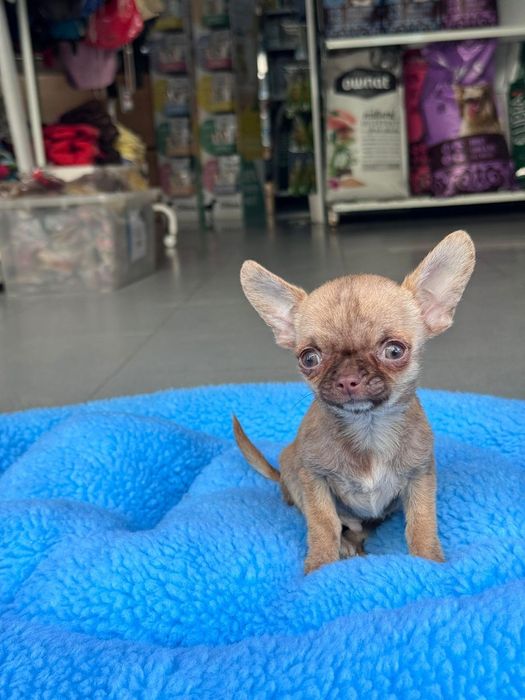 Chihuahua marle Mini