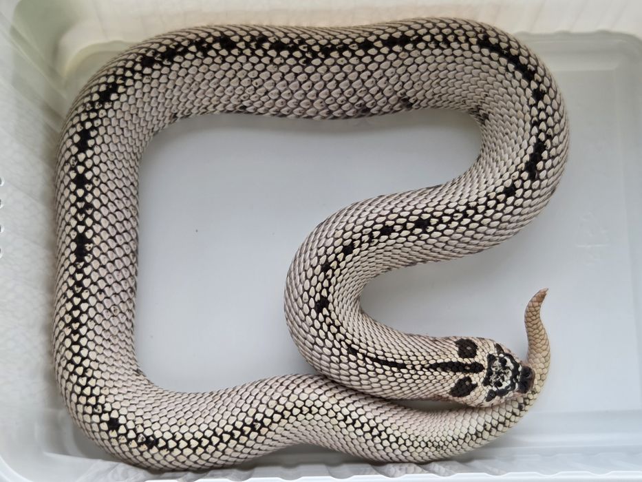 Samica Heterodon nasicus zachodni Super Arctic Super Conda het albino