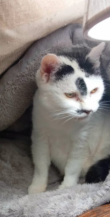 Kotka Ula szuka domu