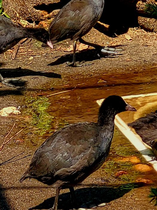 Kaczki ozdobne łyski sprzedam.