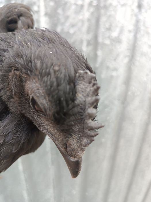 Ayam cemani  kury ozdobne 2026r