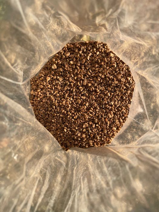 Caroço de Azeitona limpo e seco