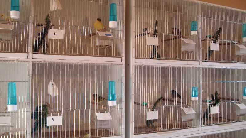 Kanarki rasy gloster