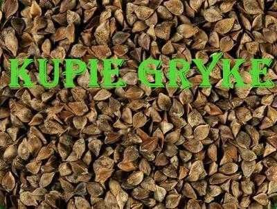 Skup łubin słodki oraz gorzki  grykę facelie seradele
